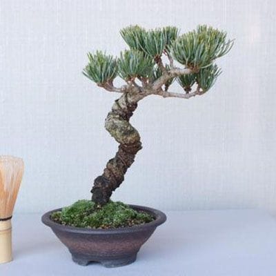 一点物 匠の盆栽】 五葉松 宮島五葉 No.129｜盆栽妙 – 盆栽妙 本店