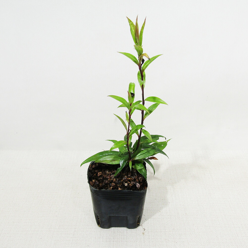 楽天市場】□常緑アスター□ 山野草 トキワシオン 常盤紫苑 Φ9cm
