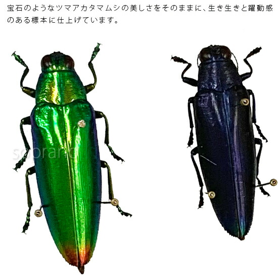 楽天市場】昆虫標本 ツマアカタマムシ 2匹 メタリック調ライトフレーム