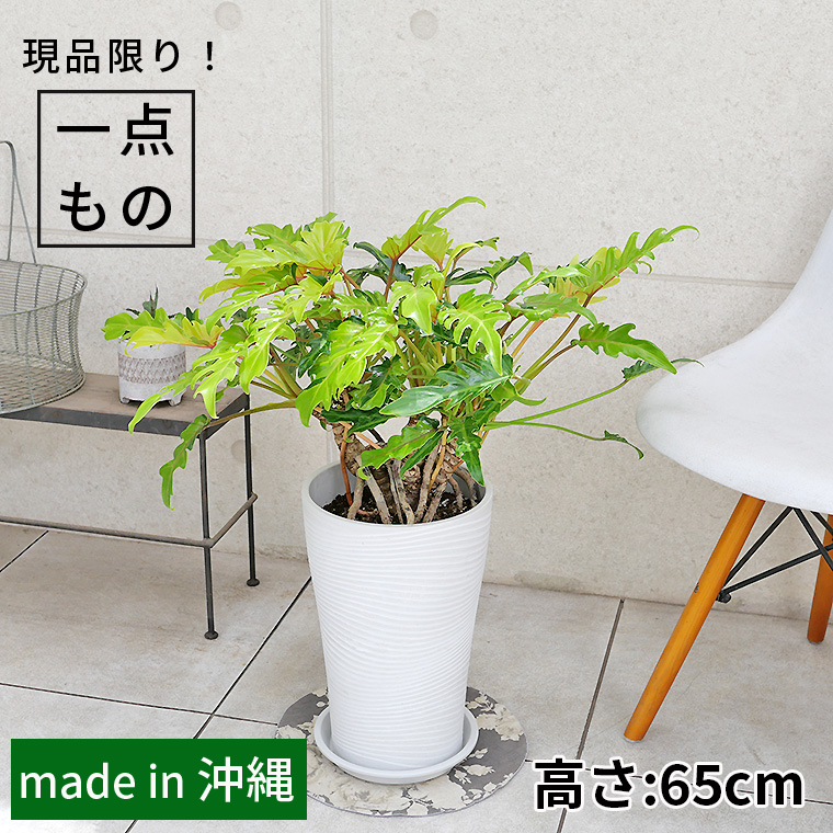 クッカバラ（フィロデンドロン・ザナドゥー）ライム・ふいり 根上がり