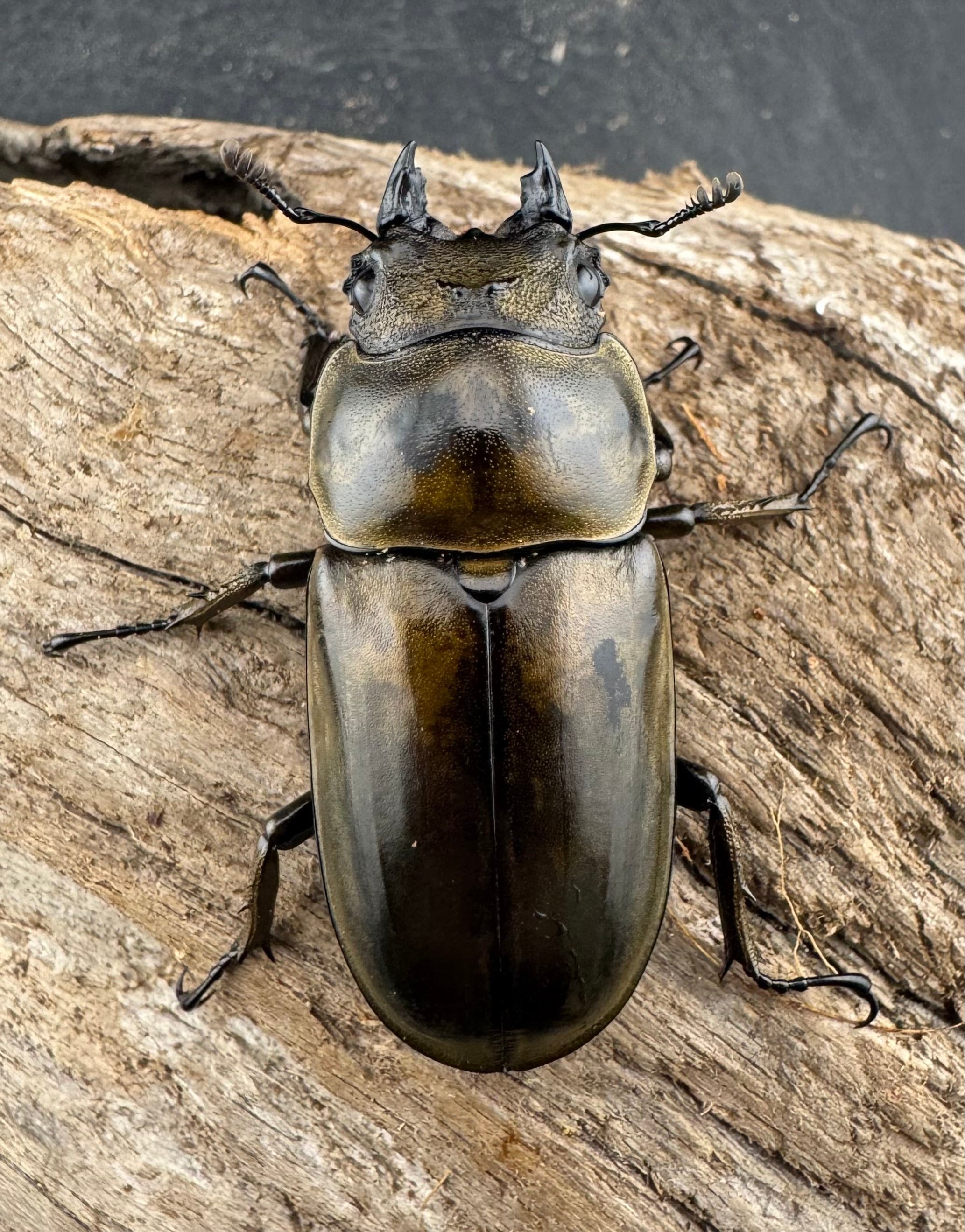 F0】《ローゼンベルグオウゴンオニクワガタ 74.5mm ペア》 | KPW公式