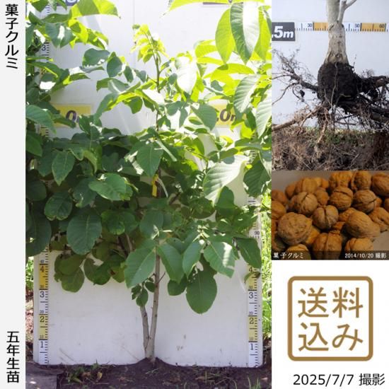 ナッツ類 クルミ(胡桃) 菓子くるみ[地掘大苗] - 果樹苗・大苗・苗木