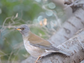 2025/1/26 シロハラ|アオジ|ハクセキレイ 大阪鶴見緑地の野鳥観察記録