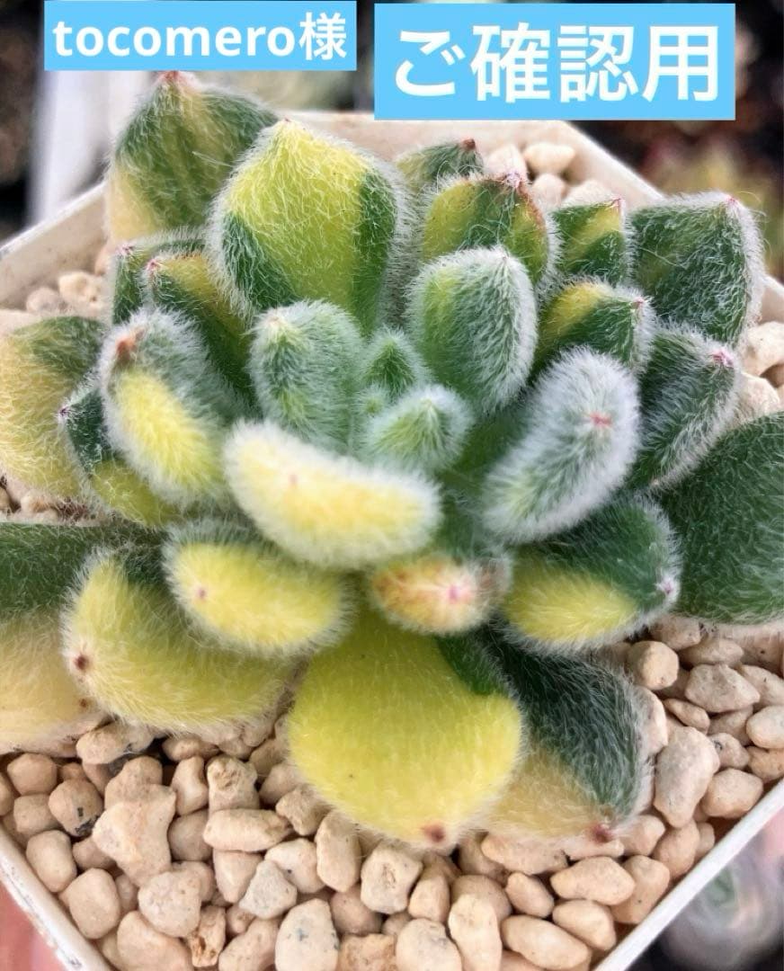 ⚠️専用　tocomero様ご確認用