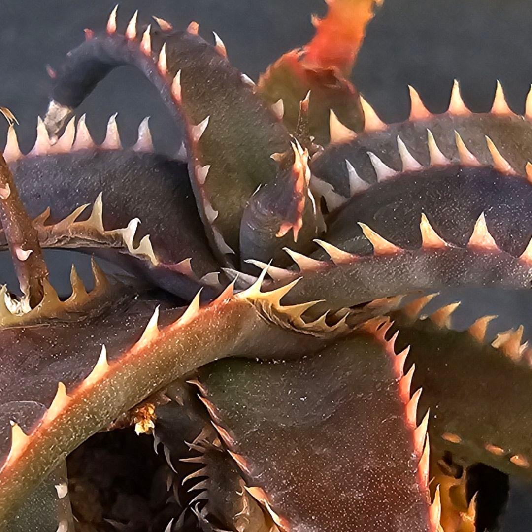 blackspine様 リクエスト 3点 まとめ商品