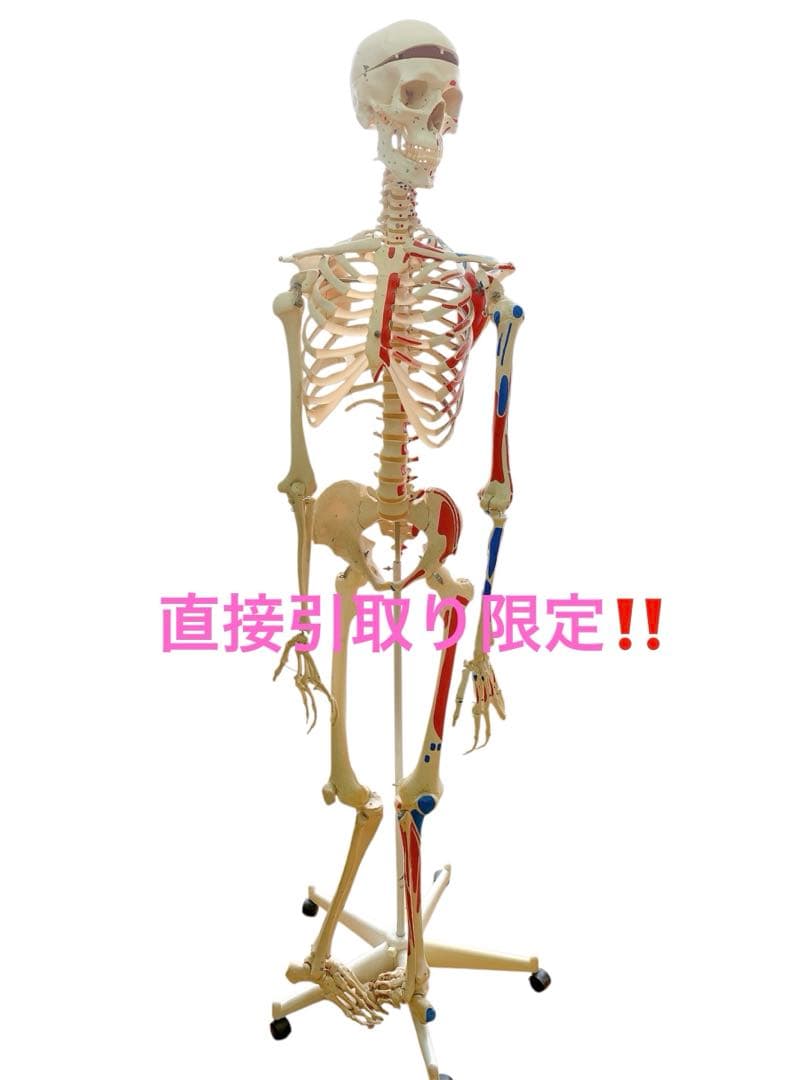 1AAM010 人体骨格模型 人体模型 3B 等身大 色分け 定価7万超 Amazon.co.jp: 等身大の全身骨格模型 スタン・標準型骨格モデル，吊り