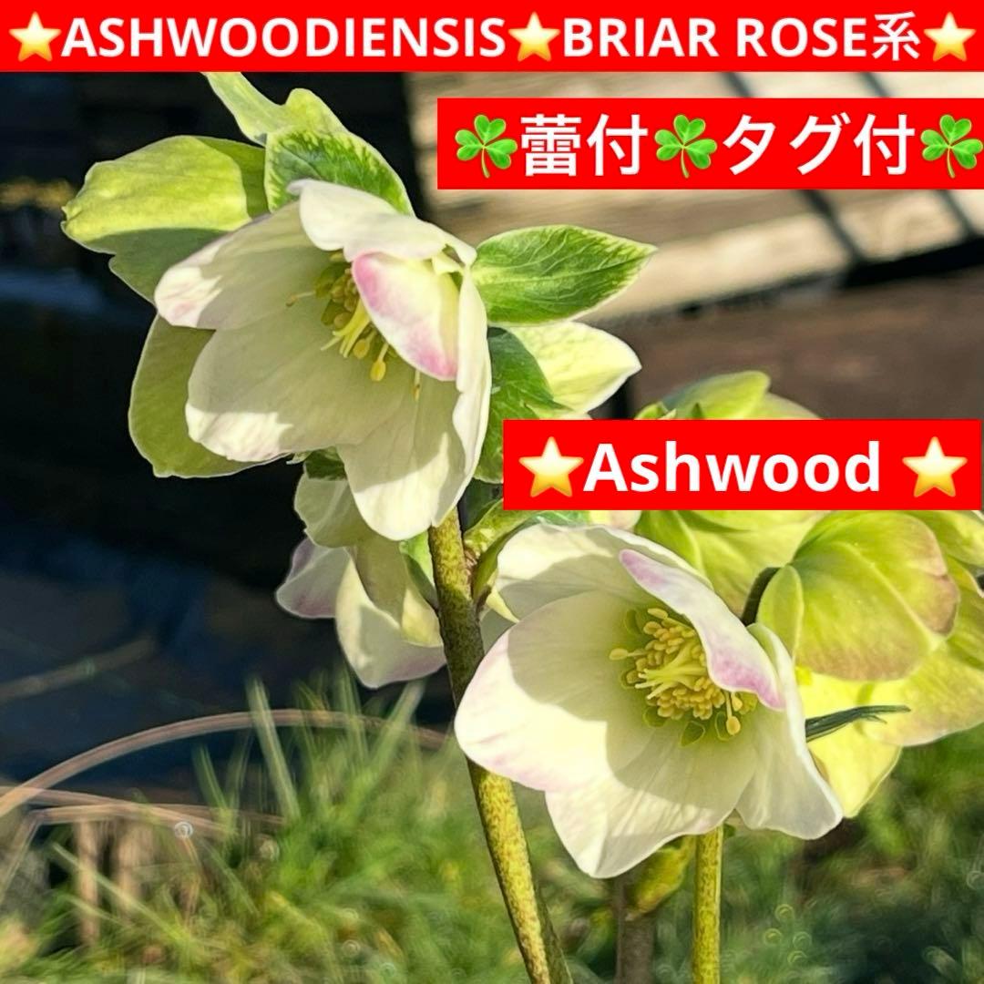 u*0様 ☘️蕾付☘️タグ付⭐️3389⭐️ASHWOODIENSIS⭐️BRI