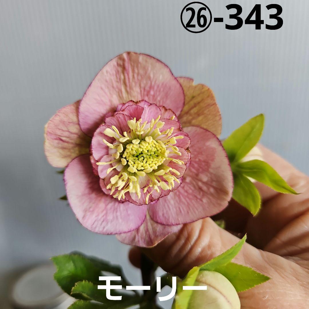 ㉖-343クリスマスローズ