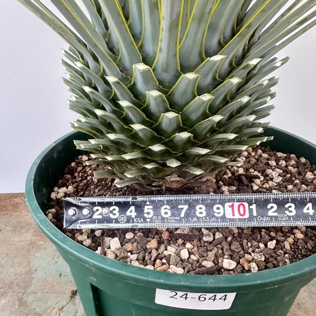 ユッカ ロストラータ【24-644】超美形 シルバーブルー